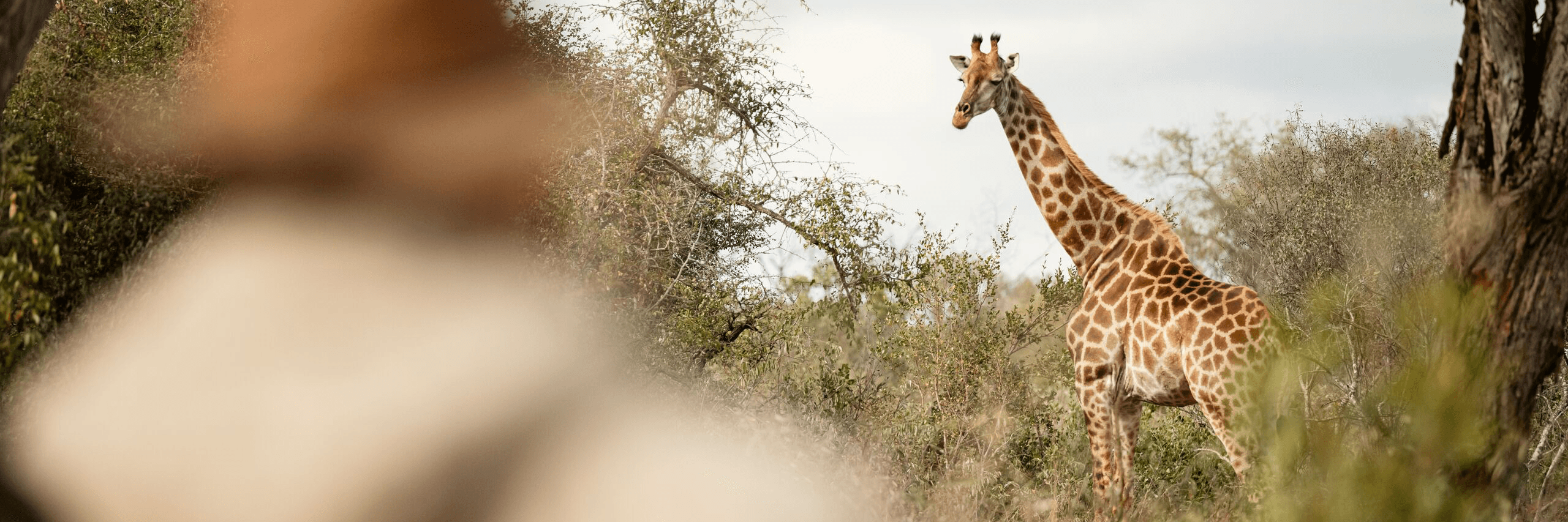 Abercrombie & Kent background