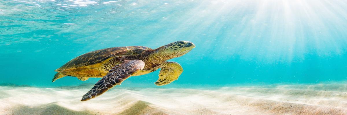 Cruising the Galapagos with Gateways International Tailor-made Tours