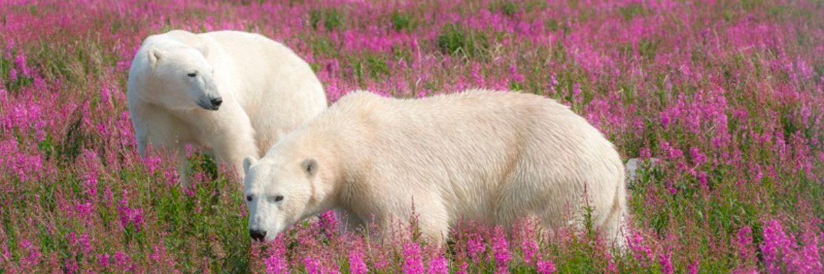 The Ultimate Bears & Belugas Summer Adventure - background banner